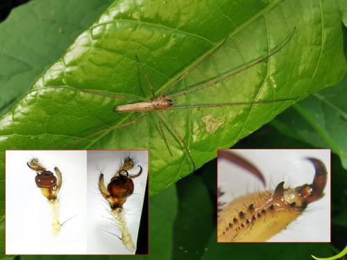 Tetragnatha montana